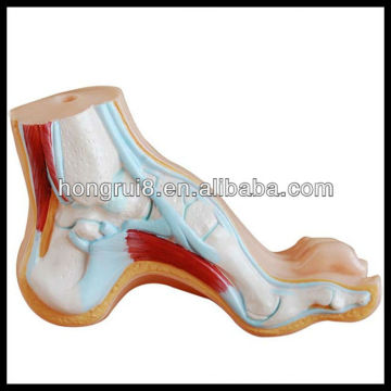 Pied en arcade horizontal, modèle de pied normal et plat, modèle de pied d&#39;anatomie